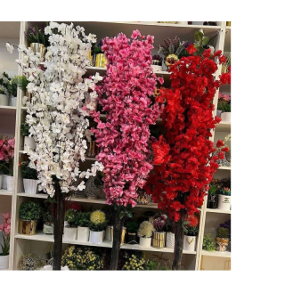 UB Cherry blossom tree gallery image